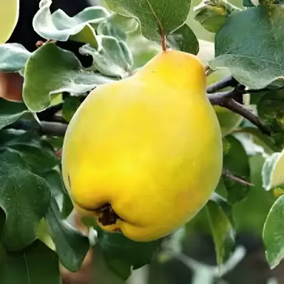 Айва МИР в Витебске