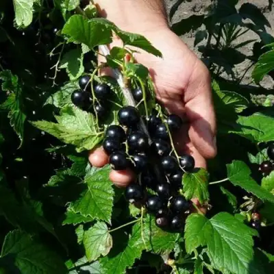 Смородина чёрная СЕЛЕЧЕНСКАЯ в Витебске