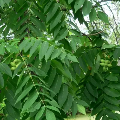 Орех МАНЬЧЖУРСКИЙ в Витебске