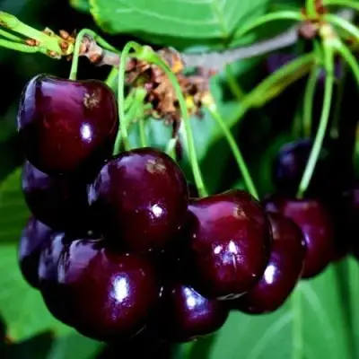 Дюк НОЧКА в Витебске