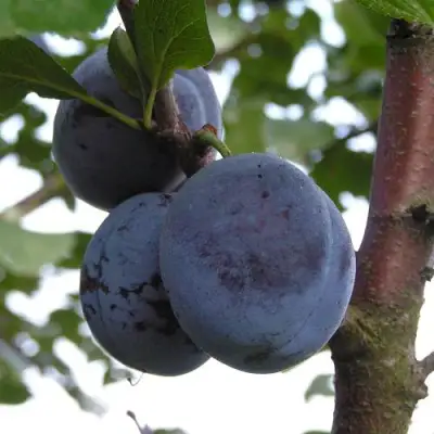 Слива ВЕНГЕРКА БЕЛОРУССКАЯ в Витебске