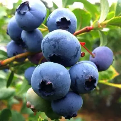 Голубика ДЮК в Витебске