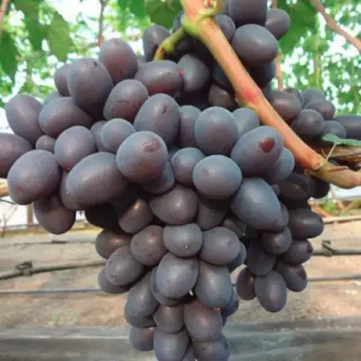 Виноград ПОДАРОК НЕСВЯТАЯ в Витебске