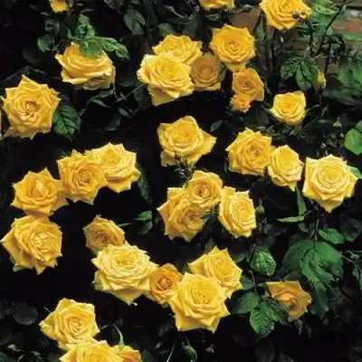 Роза ЛАНДОРА чайно-гибридная в Витебске