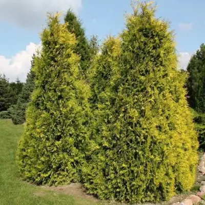 Туя АУРЕОСПИКАТА западная в Витебске