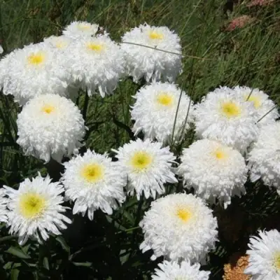 Нивяник ФИОНА ГОГХИЛЛ великолепный в Витебске