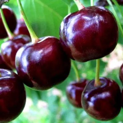 Дюк ЧУДО-ВИШНЯ в Витебске