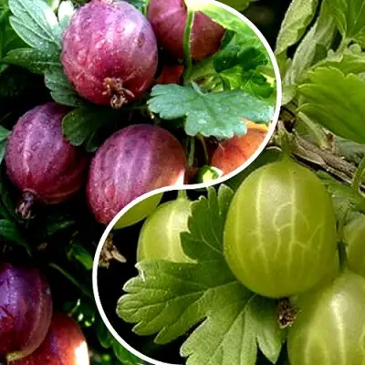 Комплект РЕДКИЙ СЧАСТЛИВЧИК в Витебске