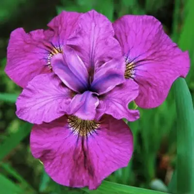 Ирис СИ Я ЛЕЙТЕР сибирский в Витебске