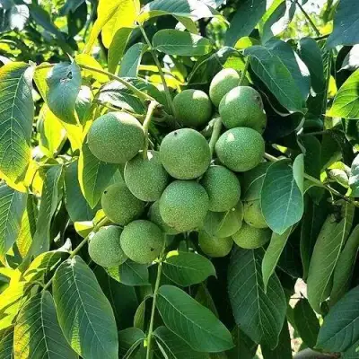 Грецкий орех  ИЗЯЩНЫЙ в Витебске