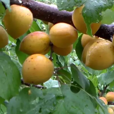 Абрикос МАНИТОБА в Витебске