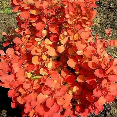 Барбарис ОРАНЖ ФАЙЕР тунберга в Витебске