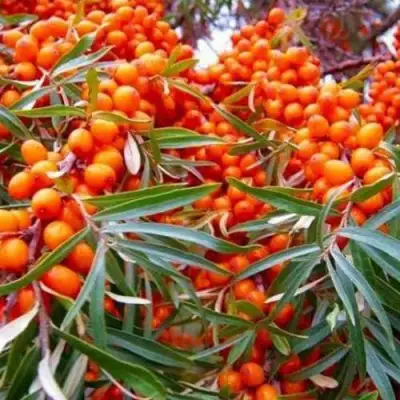 Облепиха ВОРОБЬЕВСКАЯ в Витебске