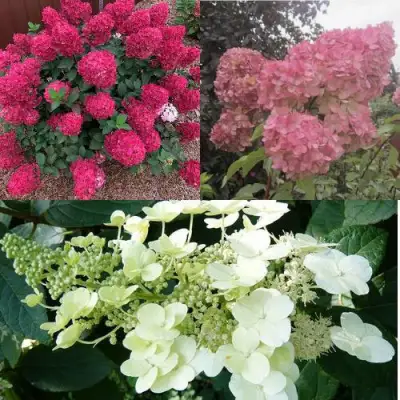 Комплект САД ЭМОЦИЙ в Витебске