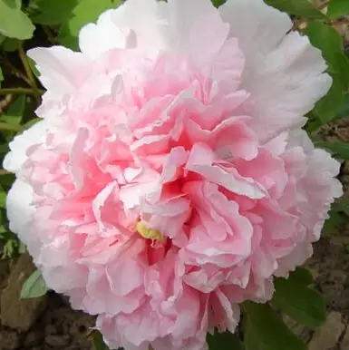 Пион БУКЕТ РОЗОВЫХ ГВОЗДИК древовидный в Витебске