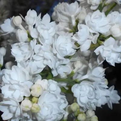 Сирень МИСС ЭЛЕН ВИЛМОТТ в Витебске