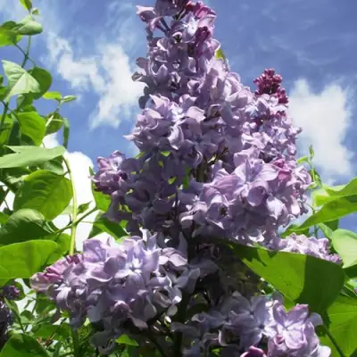 Сирень КРЫЛЬЯ НАДЕЖДЫ в Витебске