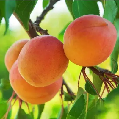 Абрикос ДЕБЮТ в Витебске