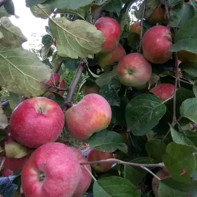 Яблоня АЛЬВА в Витебске