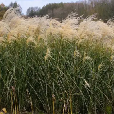Мискантус ВАНИЛЛА СКАЙ китайский в Витебске