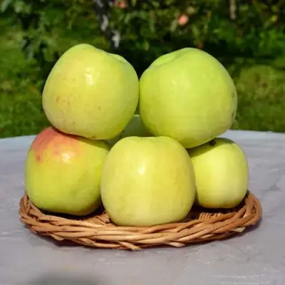 Яблоня БИРСКОЕ ГРУШЕВОЕ (БИЧИК) в Витебске