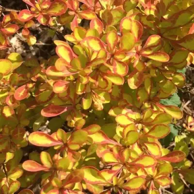 Барбарис САММЕР САНСЕТ тунберга в Витебске