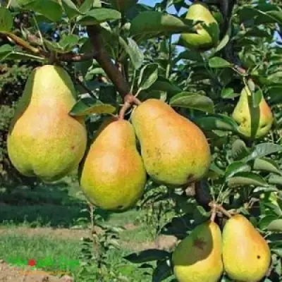 Груша ДОБРЯНКА в Витебске
