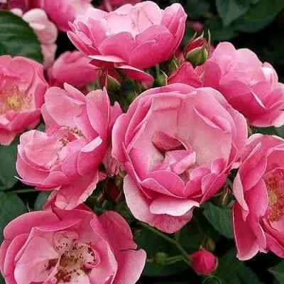 Роза АНГЕЛА флорибунда в Витебске