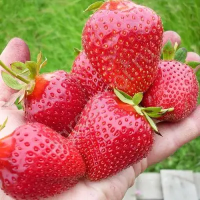 Клубника ЭЛИАНЕ в Витебске