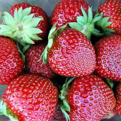 Клубника МАЛЬВИНА в Витебске