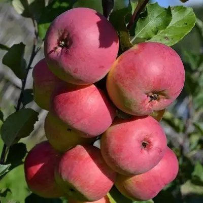 Яблоня ВЭМ-РОЗОВЫЙ в Витебске