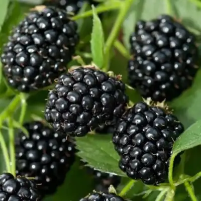 Ежевика ТРИПЛ КРАУН бесшипная  в Витебске