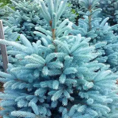 Ель МАДЖЕСТИК БЛЮ колючая в Витебске