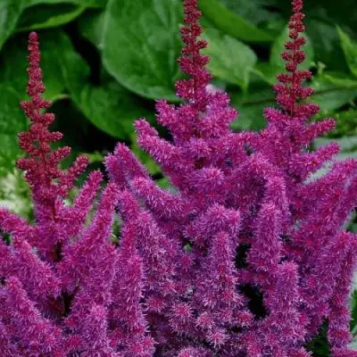 Астильба БЛЭК ЭНД БЛУ китайская в Витебске