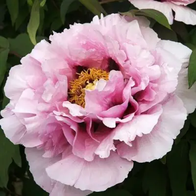 Пион РОЗОВАЯ РЕКА древовидный в Витебске