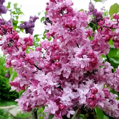 Сирень ОЛИМПИАДА КОЛЕСНИКОВА в Витебске