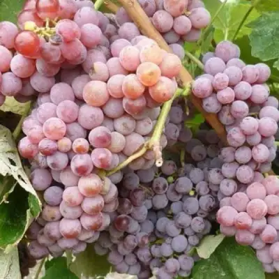 Виноград РИЛАЙНС ПИНК СИДЛИС в Витебске