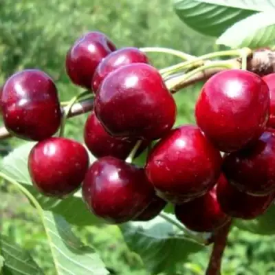 Вишня ВЯНОК в Витебске