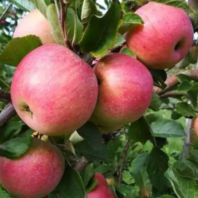 Яблоня ТЕРЕМОК в Витебске