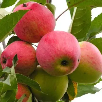 Яблоня МЕЧТА в Витебске