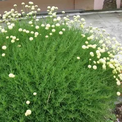 Сантолина зеленеющая в Витебске