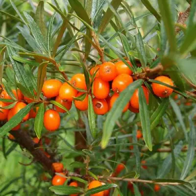 Облепиха БОТАНИЧЕСКАЯ в Витебске