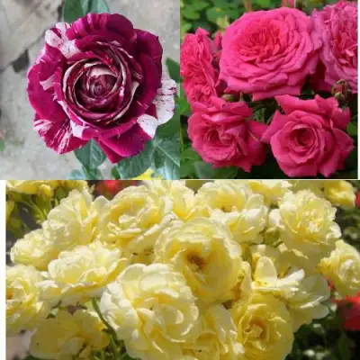 Комплект РОЗОВЫЙ АКЦЕНТ в Витебске