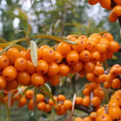 Облепиха РОСИНКА в Витебске