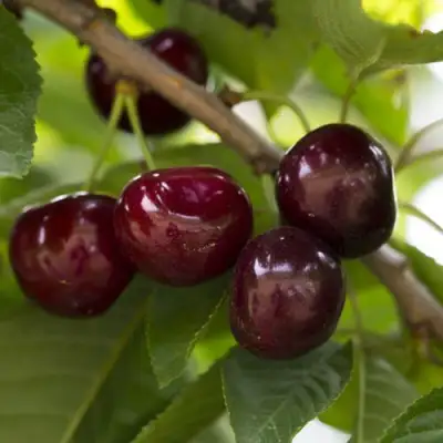 Вишня ЛАСУХА в Витебске