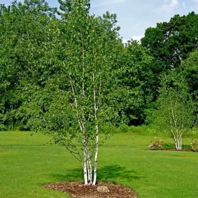 Береза бумажная в Витебске