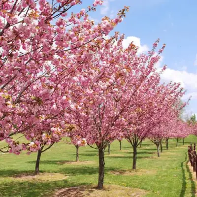 Сакура КАНЗАН в Витебске