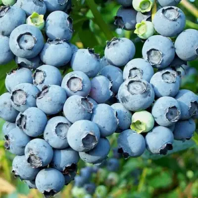 Голубика ПУРУ в Витебске