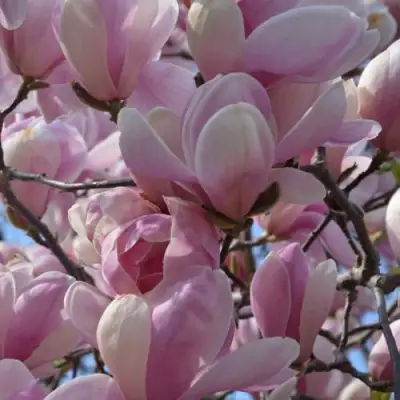 Магнолия ГАЛАКСИ в Витебске