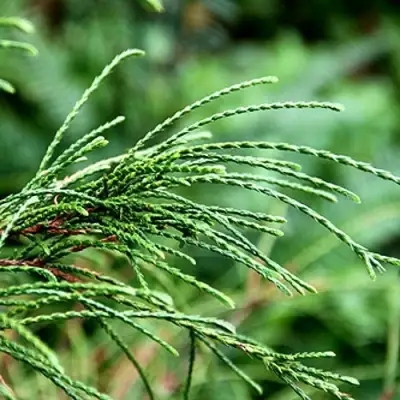 Туя ВИПКОРД складчатая в Витебске